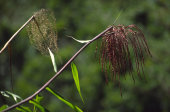 Bamboo flowers