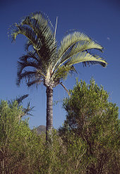 Triangulated palm