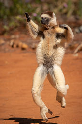 Verreaux's sifaka