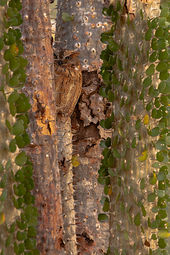 Madagascar Scops Owl