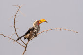 Southern yellow-billed hornbill