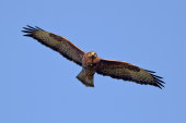 Buzzard