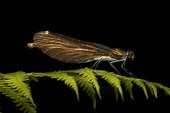 Beautiful demoiselle