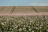 Opium Poppies, Rockley