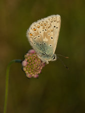 Chalkhill blue