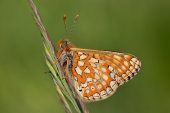 Marsh Fritillary
