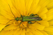Thick-legged flower beetle