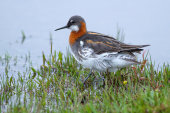 Red-necked phalarope
