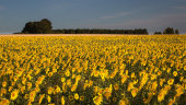 Sunflowers at sunrise, Salisbury Plain