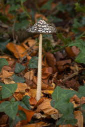 Magpie Inkcap