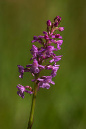 Chalk Fragrant orchid
