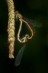 Large red damselflies mating