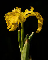 Yellow flag