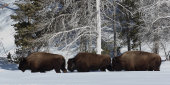 Bison