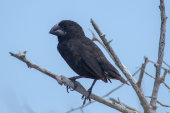 Large cactus finch