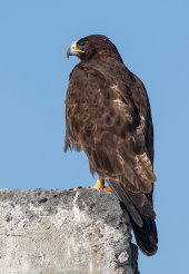 Galapagos hawk