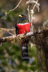 Masked trogon