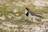 Two-banded plover
