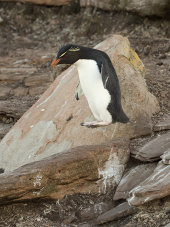 Rockhopper penguin