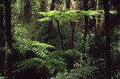 Smooth tree ferns