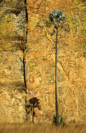 Noble palm