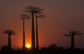 Grandidier's baobab