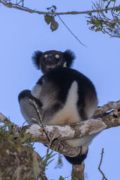 Indri