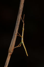 Stick-insect