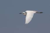Little egret