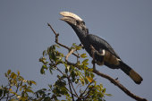 Silvery-cheeked hornbill