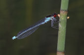 Red-eyed damselfly