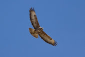 Buzzard
