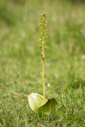 Twayblade
