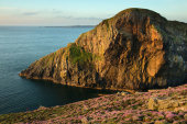 Mew Stone, Skomer