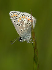 Brown argus