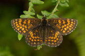 Heath fritillary