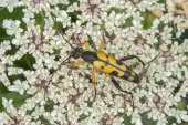 Longhorn beetle