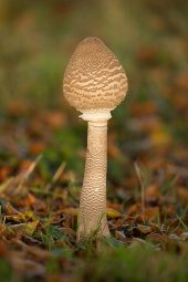 Parasol Mushroom