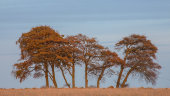 Charlton Beech Clump