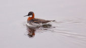 Red-necked phalarope