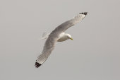 Kittiwake