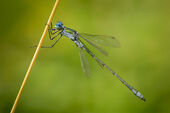 Emerald damselfly