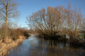 Thames in Flood