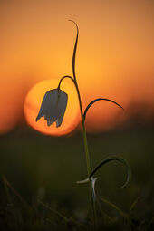 Snakeshead fritillary