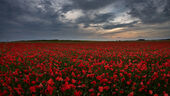 Poppies, Yarnbury Hill Fort