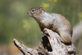 Rock squirrel
