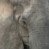 African elephant