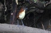 Yellow-breasted antpitta