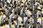 King penguins