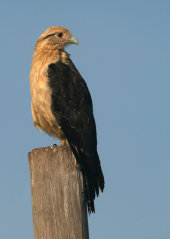 Yellow-headed caracara